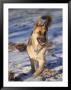 German Shepherd In Snow by Peggy Koyle Limited Edition Pricing Art Print