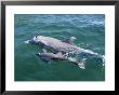 Bottlenose Dolphins Adult And Young, Honduras by Daniel Cox Limited Edition Pricing Art Print