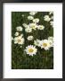 Leucanthemum Vulgare (Ox Eye Daisy) by Geoff Dann Limited Edition Print