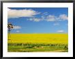 Canola Field, Western Cape, South Africa by Roger De La Harpe Limited Edition Print