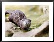 Asian Short Clawed Otter, Running Across Rocks In A Creek, Earsham, Uk by Elliott Neep Limited Edition Pricing Art Print