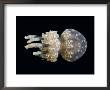 Stinging Jellyfish, Mastigias Papua, Indonesia by David B. Fleetham Limited Edition Print