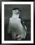 A Chinstrap Penguin Broods An Egg That Has Been Broken By A Skua by Gordon Wiltsie Limited Edition Print