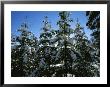 Snow-Covered Pine Trees On A Cold Sunny Winter Day In Canada by Taylor S. Kennedy Limited Edition Print