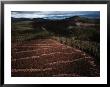 A Clear-Cut In Salmon National Forest, Idaho by Joel Sartore Limited Edition Print