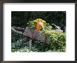 Decorative Wagon And Pumpkin, Ste. Genevieve, Missouri, Usa by Walter Bibikow Limited Edition Print