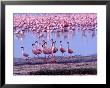 Female Flamingo Followed By Males As Mating Ritual by Charles Sleicher Limited Edition Print