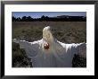 Graveyard Statue, New Mexico, Usa by Judith Haden Limited Edition Print