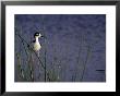 Black-Necked Stilt, Malheur National Wildlife Refuge, Oregon, Usa by William Sutton Limited Edition Pricing Art Print