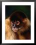 Portrait Of A Red Spider Monkey (Ateles Fusciceps Robustus), Costa Rica by Alfredo Maiquez Limited Edition Print