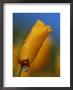 Close-Up Of A Poppy Bud by Kyle Krause Limited Edition Print