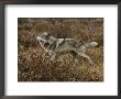 Alpha Gray Wolf Carries Off An Elk Leg After Feeding by Jim And Jamie Dutcher Limited Edition Pricing Art Print
