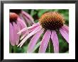 Echinacea Purpurea (Cone Flower), Close-Up Of Pink Flower by Michael Davis Limited Edition Print