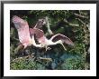 Roseate Spoonbills, Taking Off, Texas, Usa by Philippe Henry Limited Edition Print