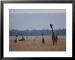 Reticulated Giraffes Survey A Plain by Jodi Cobb Limited Edition Print