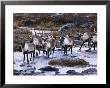 Barren-Ground Caribou During Fall Migration by Paul Nicklen Limited Edition Print
