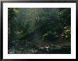 Cebarn Carroll Plays In A Stream In Willamette National Forest by Joel Sartore Limited Edition Print