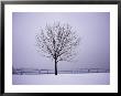 A Leafless Tree In A Snowy Landscape by Paul Damien Limited Edition Pricing Art Print