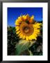 Sunflower Detail, Geelong, Victoria, Australia by Christopher Groenhout Limited Edition Print