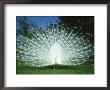 Peacock, Pavo Cristatus, White Form Displaying Tail Feathers by Mark Hamblin Limited Edition Print