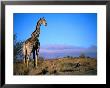 Giraffe Looking Over Its Shoulder, Augrabies Falls National Park, Northern Cape, South Africa by Ariadne Van Zandbergen Limited Edition Print