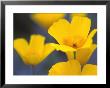 Eschscholzia Californica Golden West (California Poppy) by Hemant Jariwala Limited Edition Print