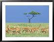 Impala Herd, Aepyceros Melampus Maasai Mara, Kenya by Alan And Sandy Carey Limited Edition Pricing Art Print