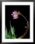 Orchid, Epidendrum Pink Cascade by Kidd Geoff Limited Edition Print