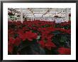 Poinsettias In Greenhouse by John Luke Limited Edition Pricing Art Print