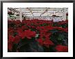 Poinsettias In Greenhouse by John Luke Limited Edition Print
