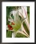 Lilium Formosanum (Lily), Close-Up Of Flower by Mark Bolton Limited Edition Print