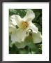 Philadelphus, Belle Etiole (Scented) by Mark Bolton Limited Edition Print