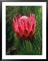 Protea, Protea Aristata, South Africa by Michael Fogden Limited Edition Print
