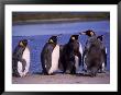 King Penguins Lined Up On Shore, Falkland Islands by Timothy O'keefe Limited Edition Pricing Art Print