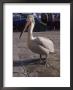 Pelican, Mykonos, Greece by Maryann Hemphill Limited Edition Print