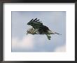 Buzzard In Flight, Wales, Uk by Mark Hamblin Limited Edition Print