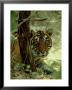 Bengal Tiger, 24 Month Female, India by Mike Powles Limited Edition Print
