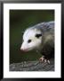 Opossum, Close-Up Portrait, Usa by Mark Hamblin Limited Edition Pricing Art Print