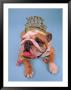 English Bulldog With New Year's Hat by David Burch Limited Edition Print