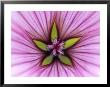 Malope Trifida Pink Queen, Extreme Close-Up Of A Pink Flower by Hemant Jariwala Limited Edition Print