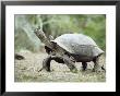 Giant Tortoise, Birds Picking Ticks, Isabella Island, Galapagos by Mark Jones Limited Edition Print
