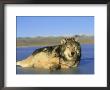 Grey Wolf, Relaxing On Frozen Lake In Winter, Montana by Alan And Sandy Carey Limited Edition Pricing Art Print
