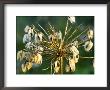 Agapanthus (African Lily), Seedheads In Winter Sun Light by Mark Bolton Limited Edition Pricing Art Print