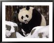 National Zoo Pandas In Snow by Taylor S. Kennedy Limited Edition Print