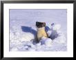 A Weasel Pops Out Of The Snow by Paul Nicklen Limited Edition Print