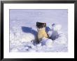 A Weasel Pops Out Of The Snow by Paul Nicklen Limited Edition Print