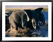 Herd Of African Elephants Splashing Through The Water by Beverly Joubert Limited Edition Print