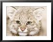 Mountain Cat In Rehabilitation For Release In Private Reserve, Lambayeque, Peru by Mark Jones Limited Edition Print