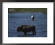 A Fisherman And Buffalo Share Water Space In The Yellowstone River by Raymond Gehman Limited Edition Print