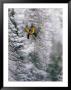 Ice Climbing On Too Cold To Fire by Bobby Model Limited Edition Print